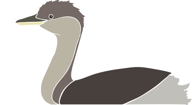 Hoary Grebe