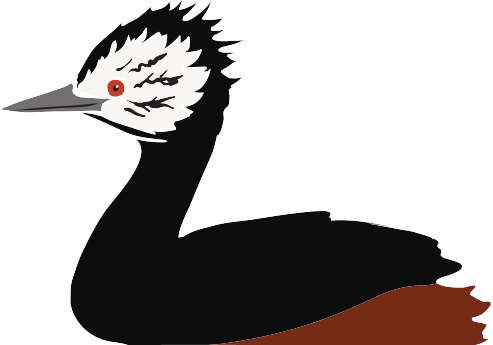 White Tufted Grebe