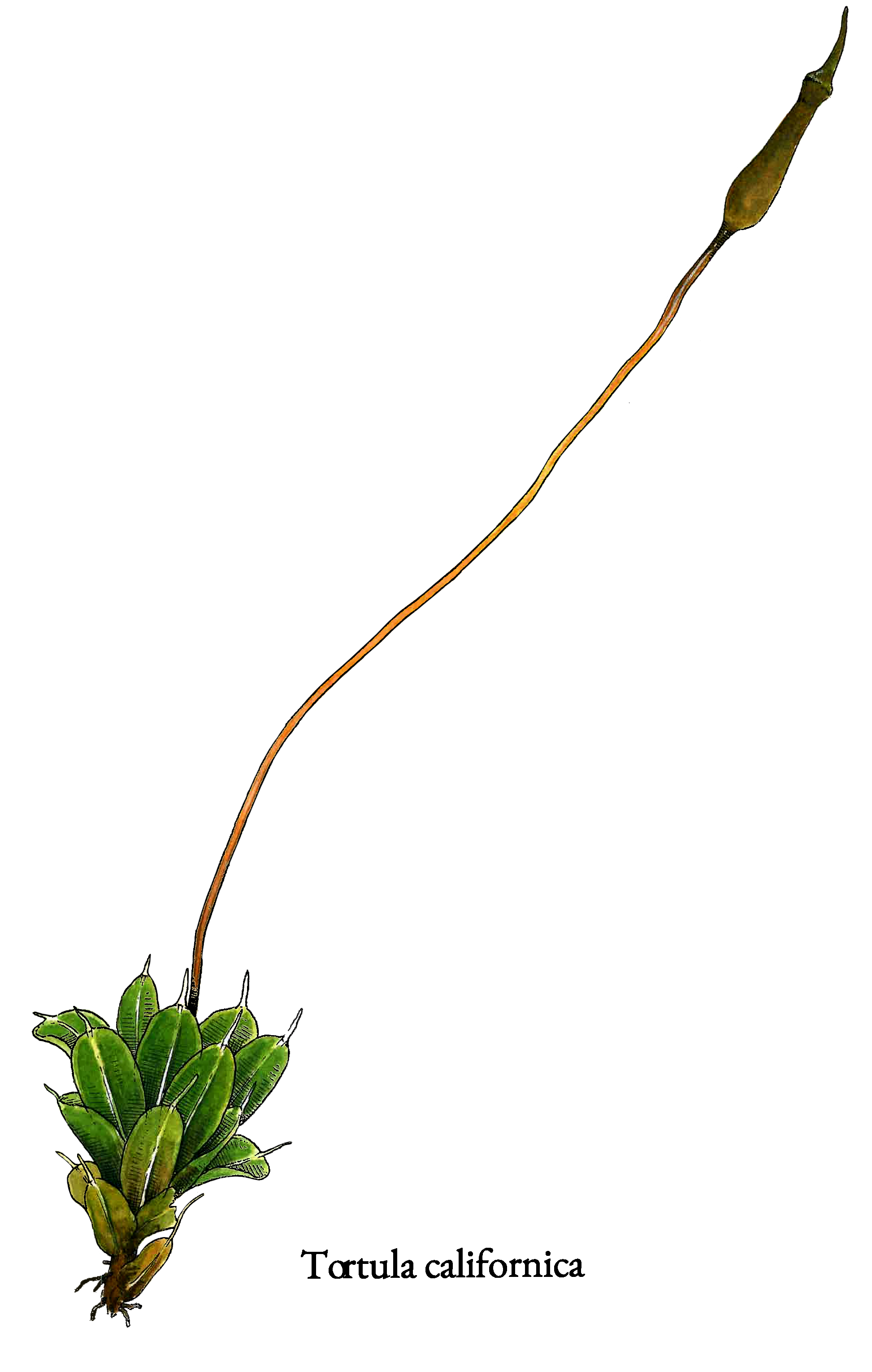 Tortula californica