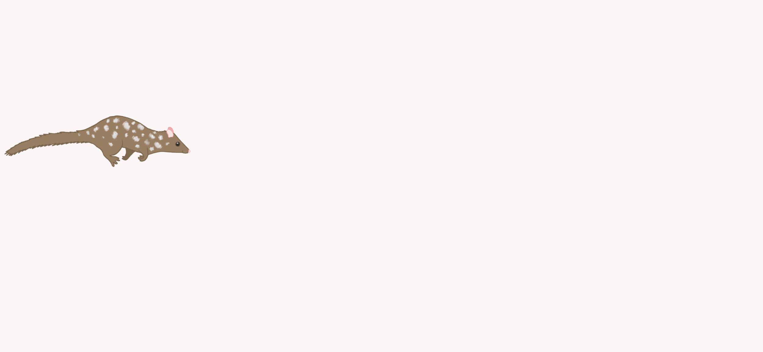 Quoll running.gif