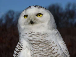 Snowy Owl - Parker River NWR - February 2012