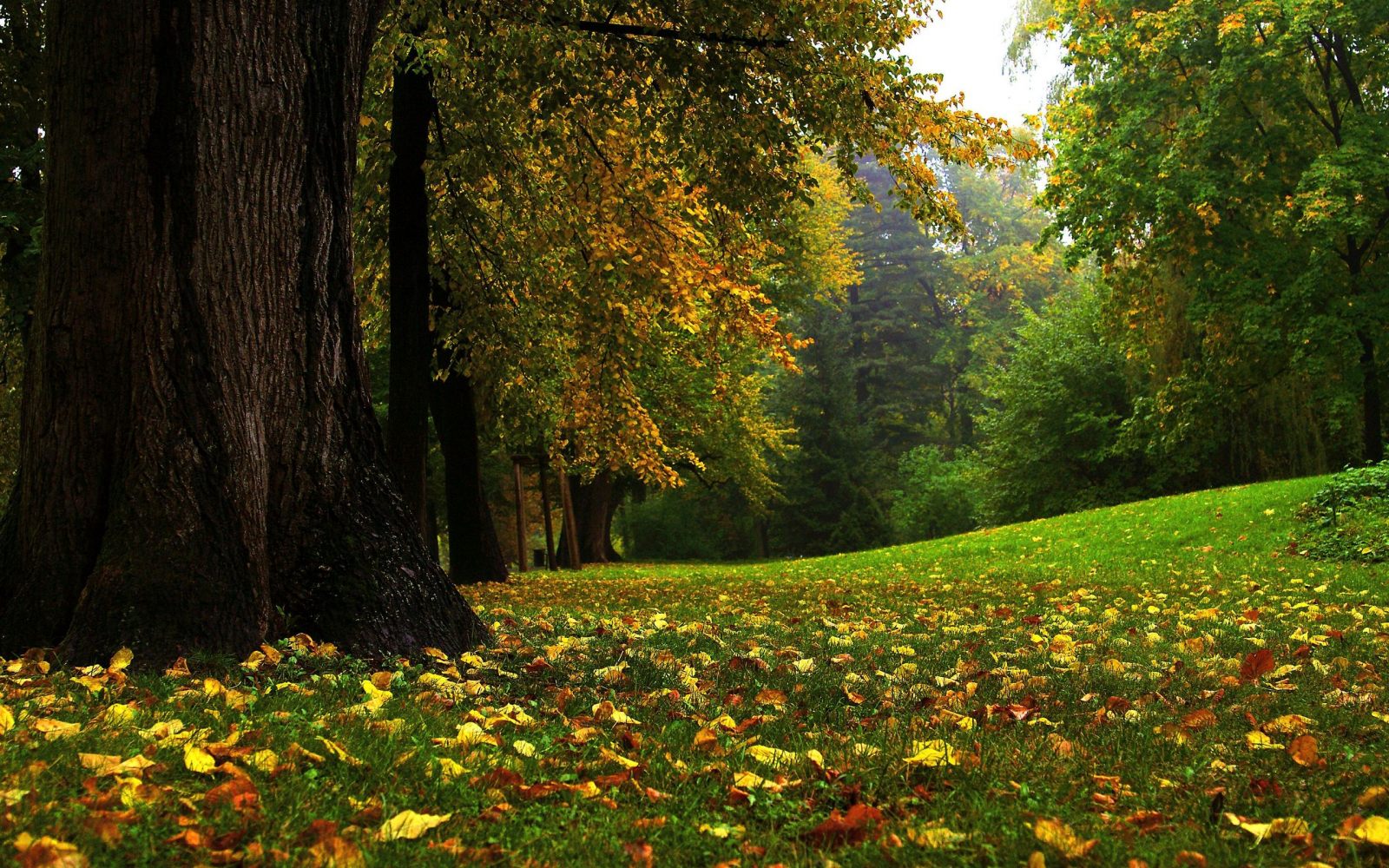 floresta-no-outono.jpg