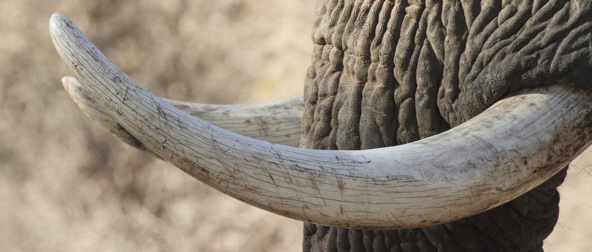 Η Ευρωπαϊκή Επιτροπή απαγορεύει το Εμπόριο Ελεφαντόδοντου