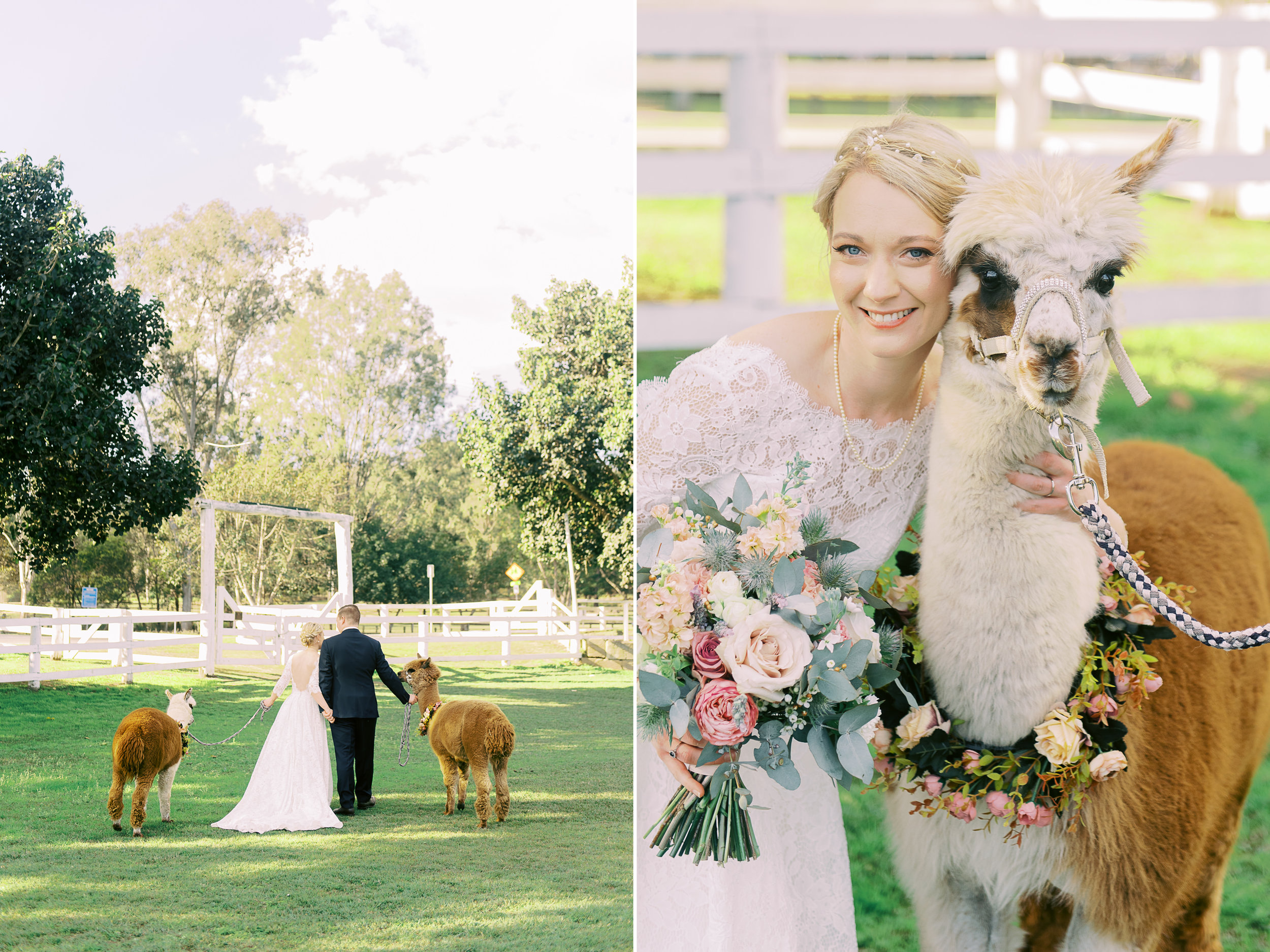 brisbane-city-fine-art-photography-brookfield-hall-wedding-alpacca-2.jpg