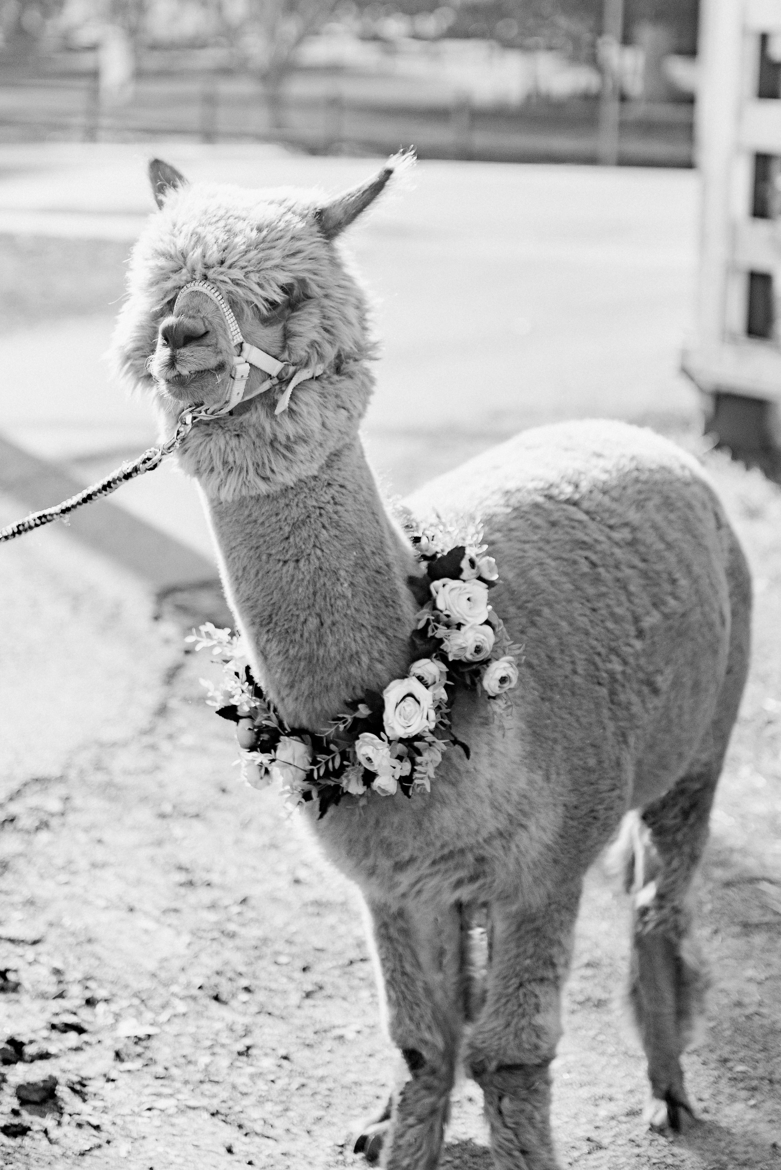 romantic-australian-fine-art-wedding-photographer-8.jpg