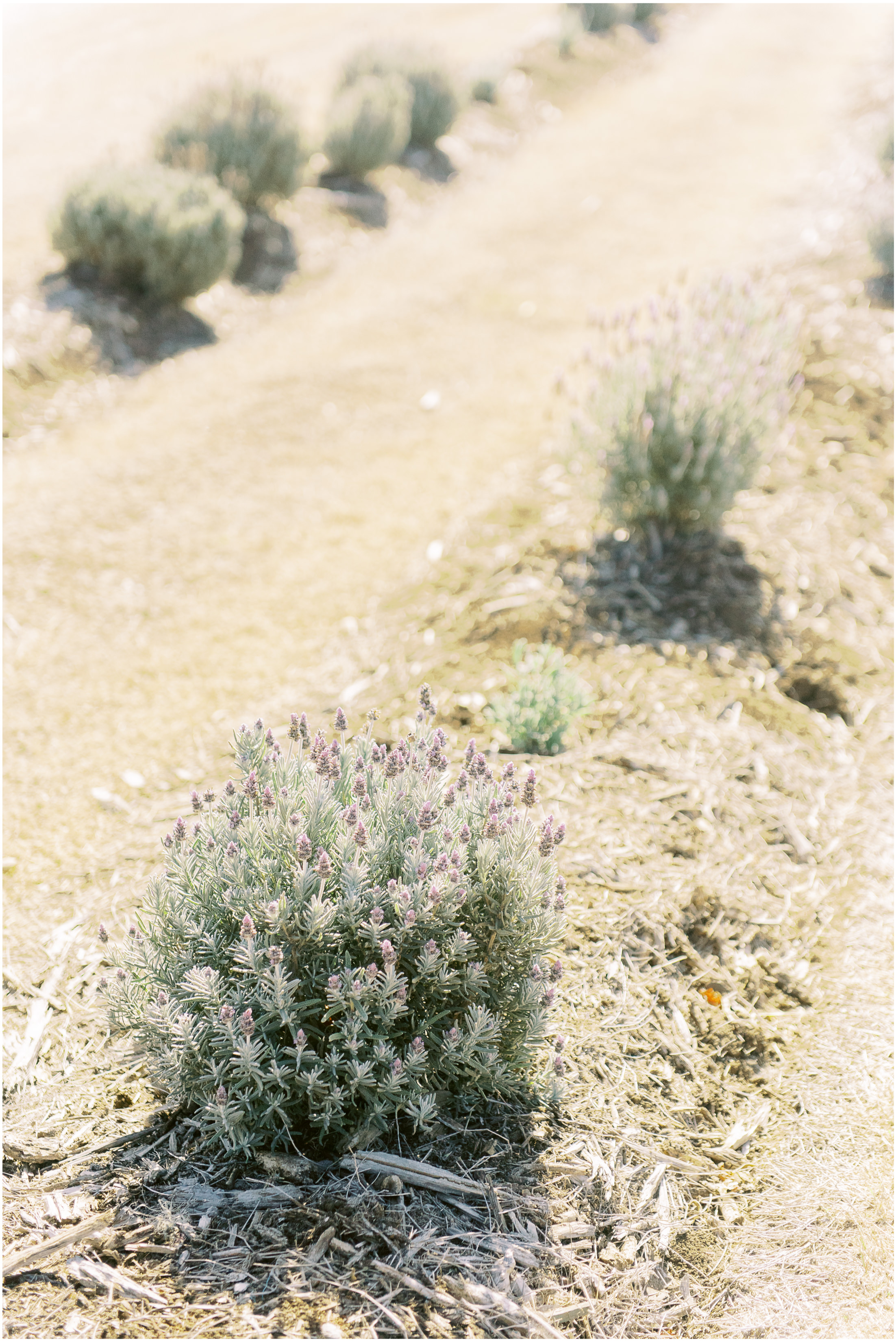 lauren-olivia-kooroomba-fine-art-wedding-photographer-australia-lavendar-farm-35.jpg