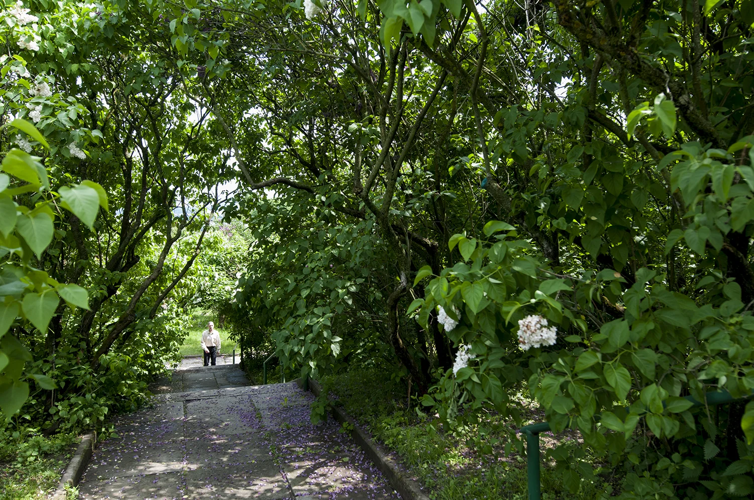 A walker coming up some of the numerous stairs from the Gryshko National Botanical Garden