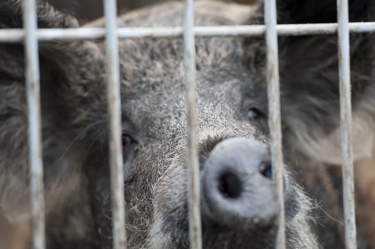 A pig from the small Zoo situated inside the Ianoukovitch Mansion