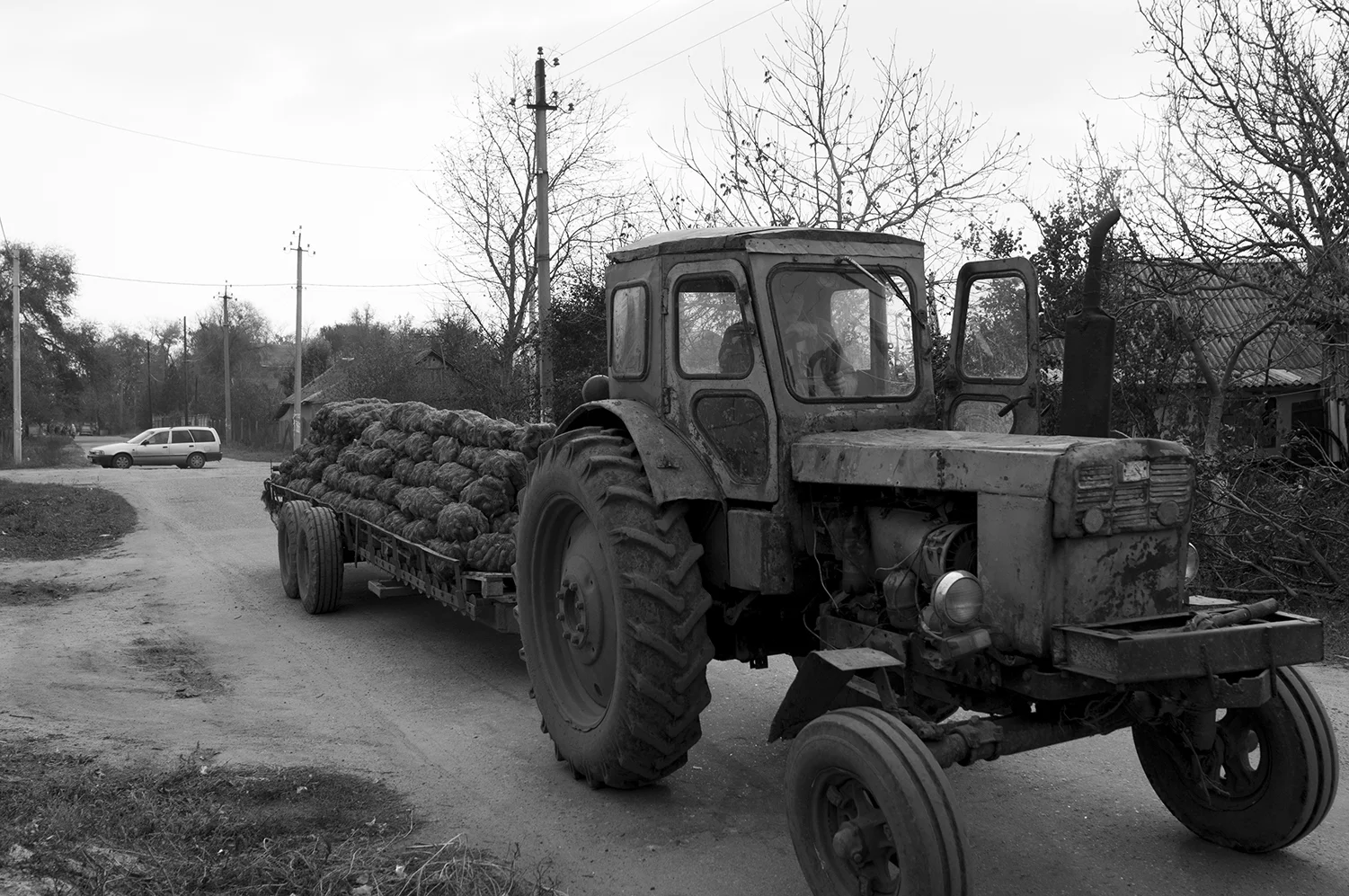Tractor transporting carrots across Parcani
