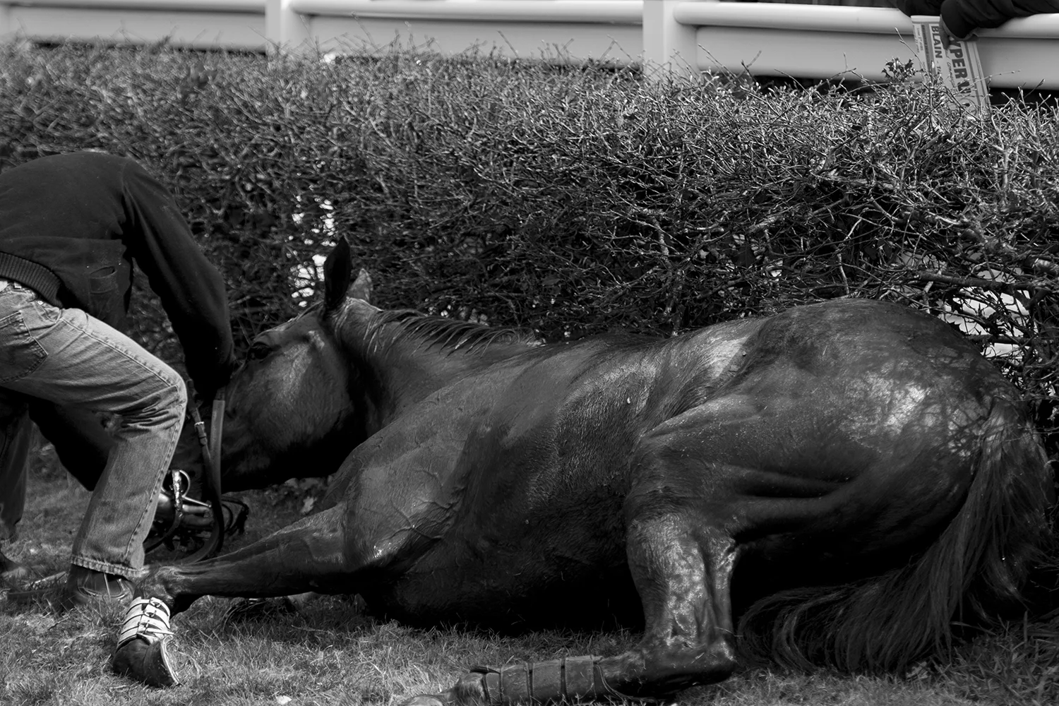 Injured horse being attended by a veterinarian after collapsing.