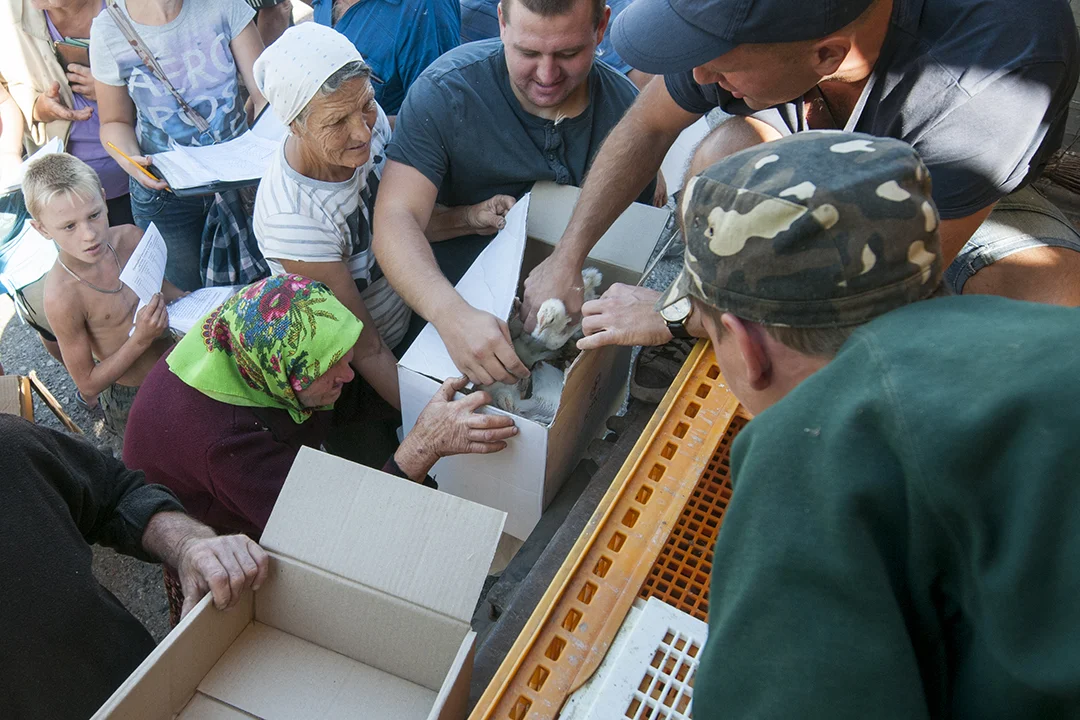 Anton volonteer from the Free People Country NGO, center, helping babushkas collect their chickens in Troicke