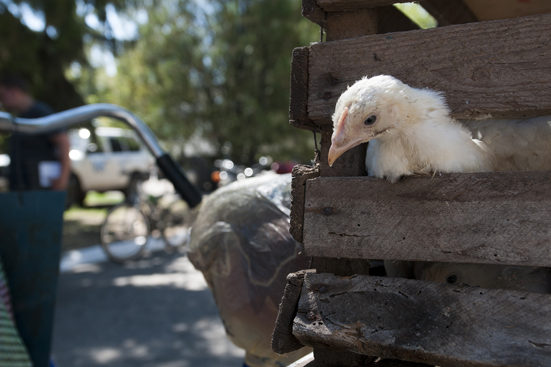 Young chicken in a wooden cage.