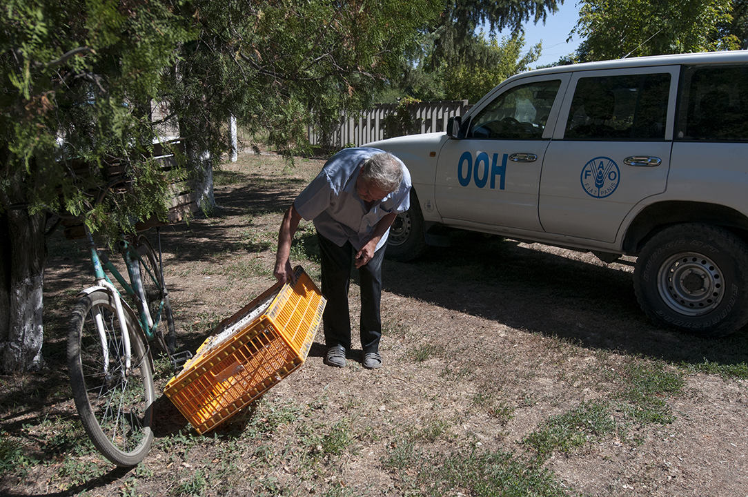 Luhanske's villager checking if he has collected all the chickens from the cage in front of the FAO car.