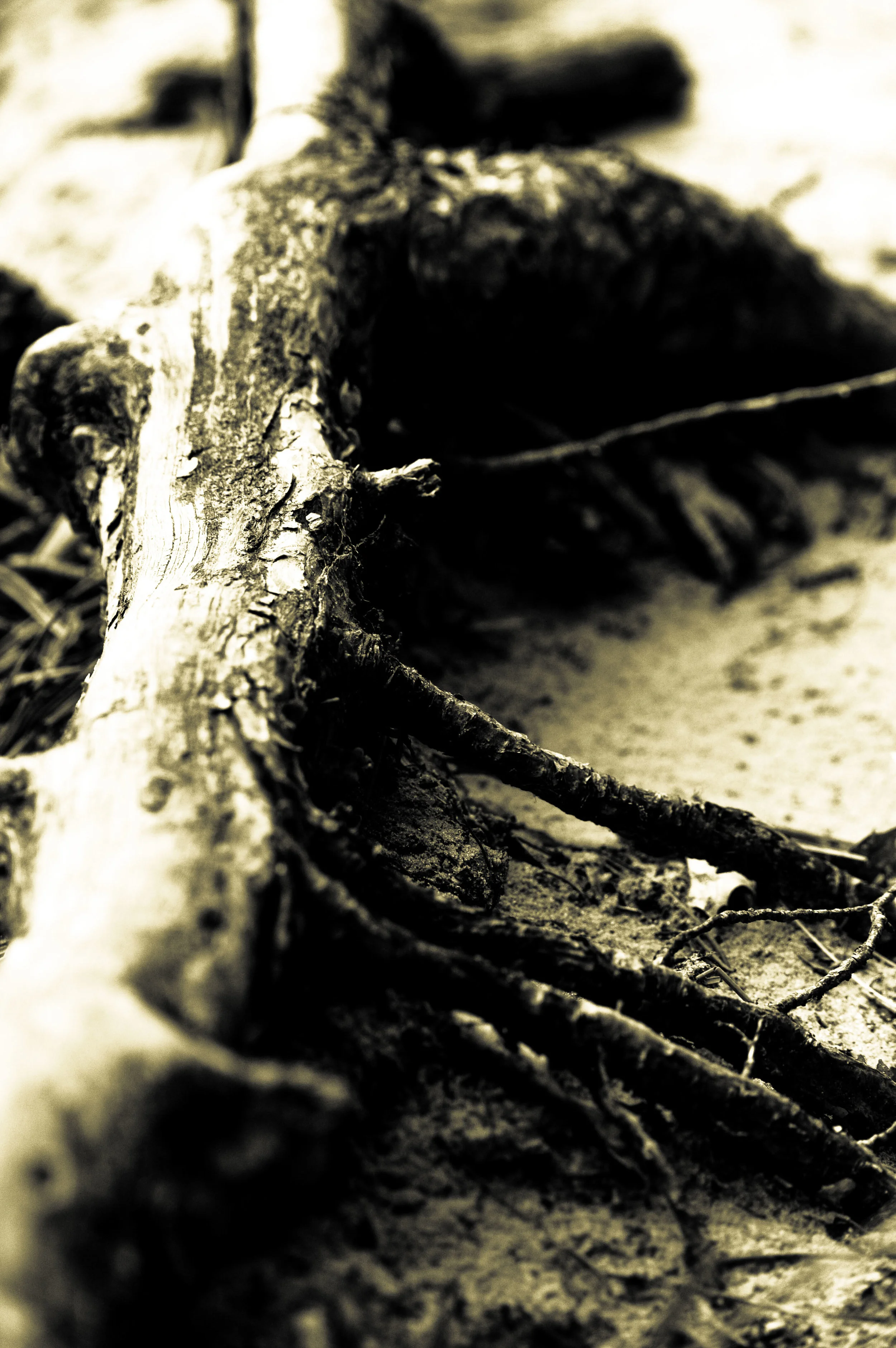 MichTreesSpring2018-4.jpg