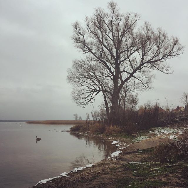 A snowy, swany, little scene along the banks of Poland&rsquo;s biggest lake.