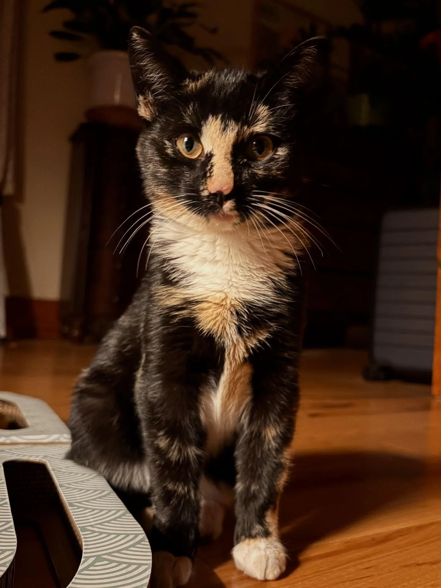 Althea Apple, the newest member of our family. Thank you @sandflatsorchard 🍎❤️