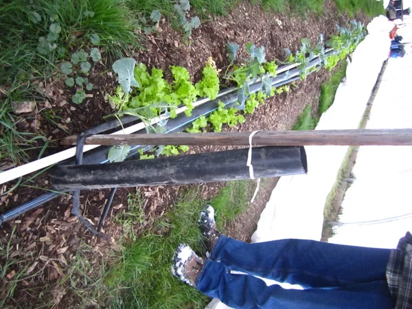 Soil warming system 1