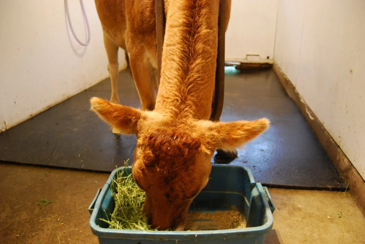 Ginger eats alfalfa and a bit of carrot