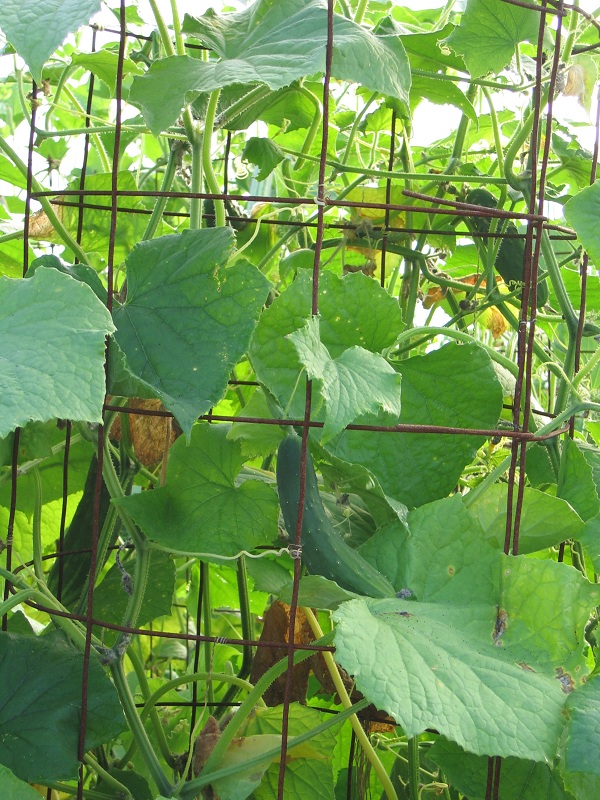 Dan's Trellis