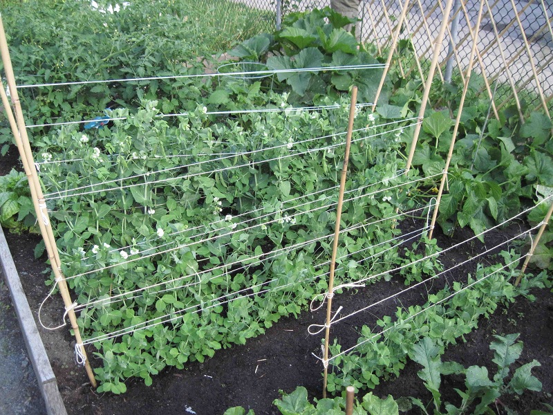 peas and cucs