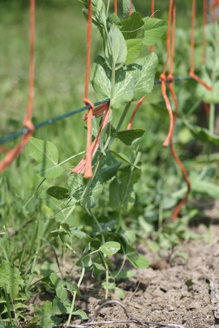 trellis with peas