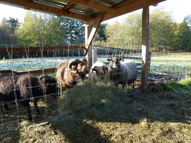 Hay feeder for sheep