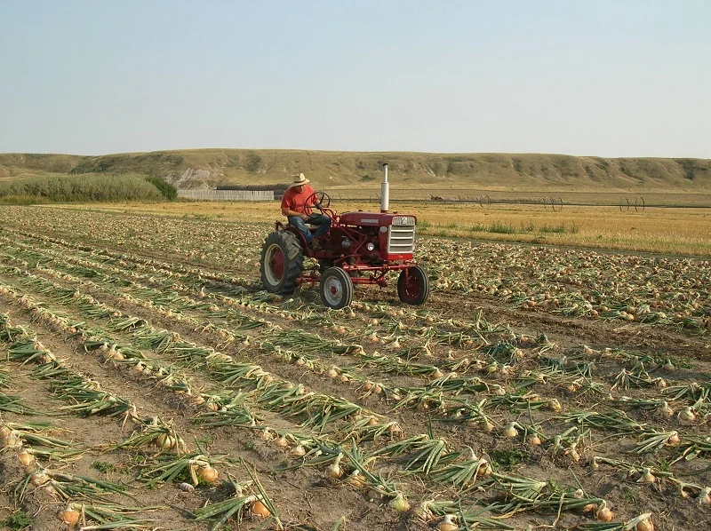 Onion Harvest