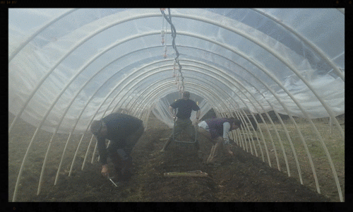 Transplanting some of the first seedlings in the spring.