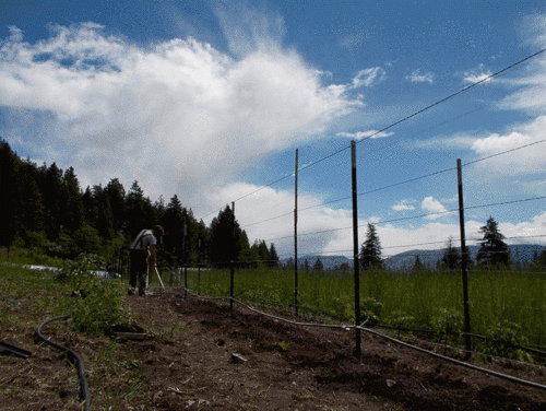 Meant to document some tomato transplanting; instead, the camera caught a storm rolling in. 