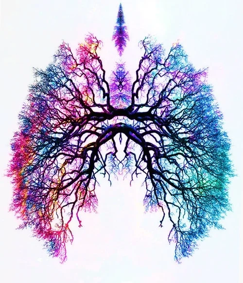 YOGA LAB Workshop: Anatomy of the Breath