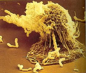 YOGA LAB: The Immune System