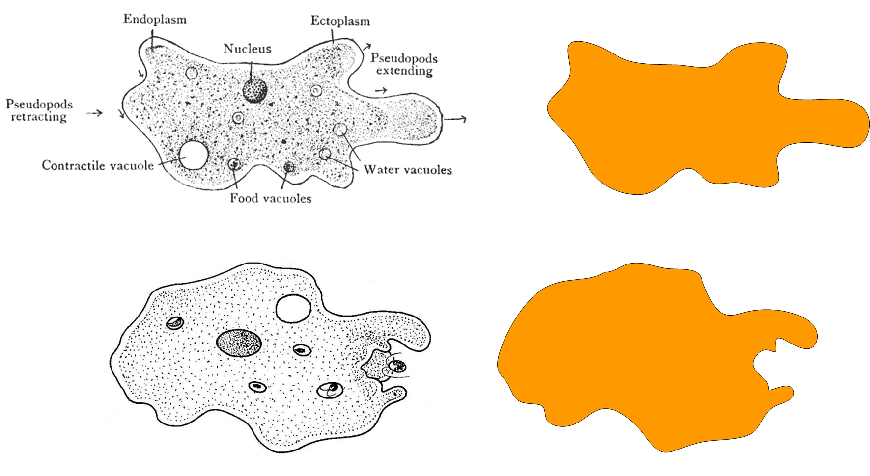 Examples of some amoeba tracings.