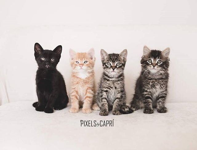 Everyone thinks the newborn wrapped photos of the kitties are the hardest ones. Nope... it's the group shot that is almost impossible hahaha

These cuties are currently up for adoption through @zoesanimalrescue ❤️ #kittiesofinstagram