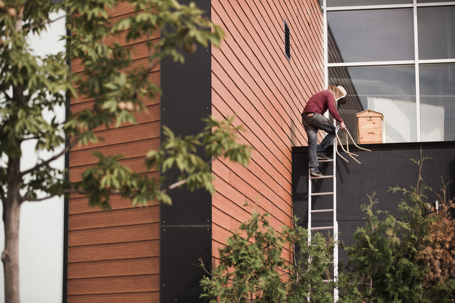 Pour Miel Montréal, une coopérative qui compte 150 membres passionnées d’abeilles, il est important de ralentir la cadence d’installation de ruches en territoire urbain, car, selon eux, les ressources florales de la métropole ne sont pas infinies et pourraient être rapidement atteintes dans certains quartiers où l’apiculture est le plus à la mode. Malgré son nom, aujourd’hui, la coop ne se concentre plus que sur les abeilles, mais plutôt sur la sensibilisation et l’éducation par rapport aux différents insectes pollinisateurs indigènes. Car l’abeille mellifère, qui a été introduite en Amérique à partir de l’Europe, est plutôt mal adaptée aux basses températures, et ne peut supporter l’hiver sans l’intervention de l’apiculteur. Ci-haut, Mathieu Boyd montent sur le toit de la Tohu, où la coopérative entretient deux ruches.
