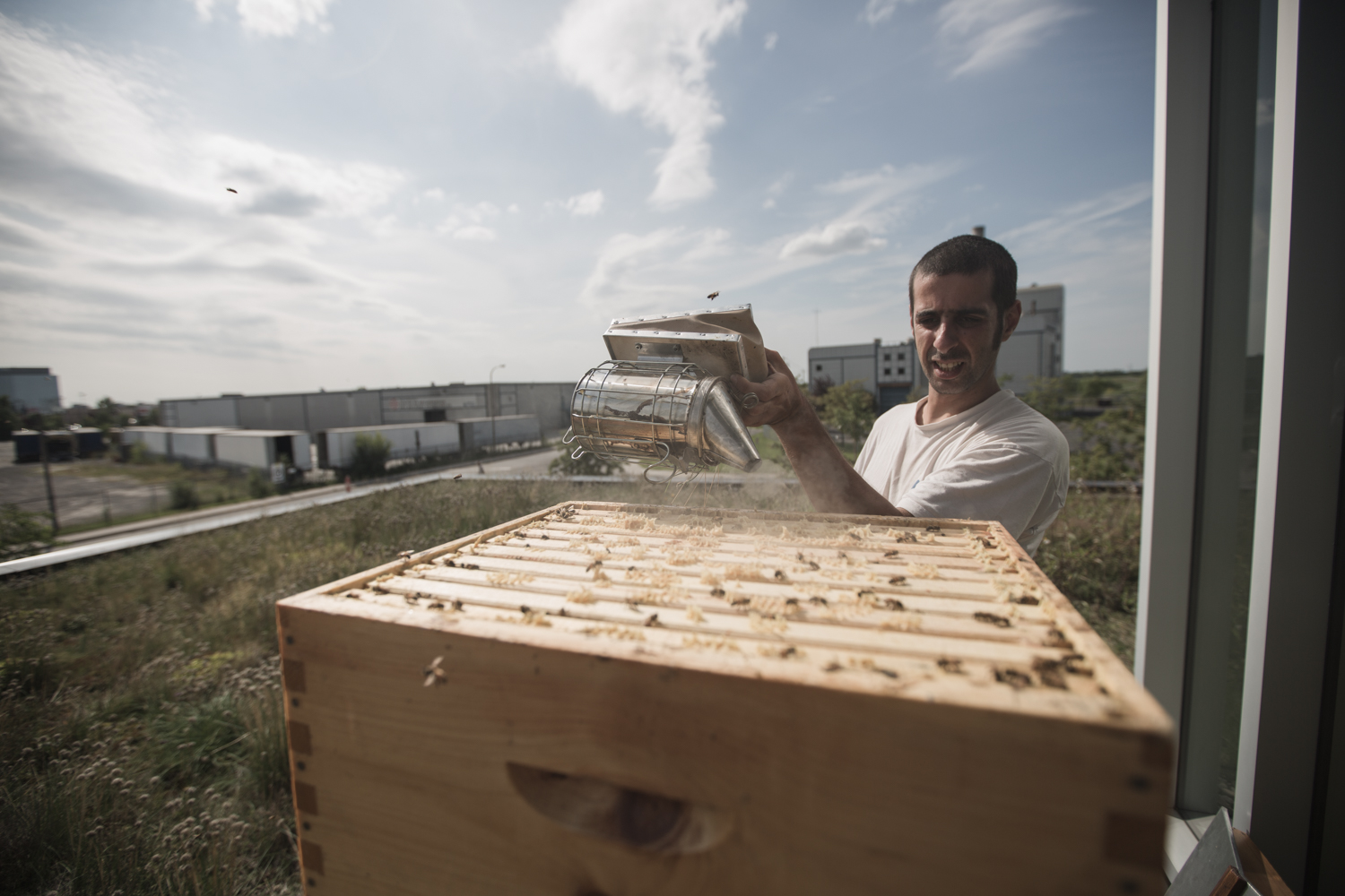 Michael, un apiculteur d'expérience maintenant à l'emploi de Miel Montréal, enfume légèrement la ruche, afin de calmer les abeilles avant de procéder à l'inspection des cadres.