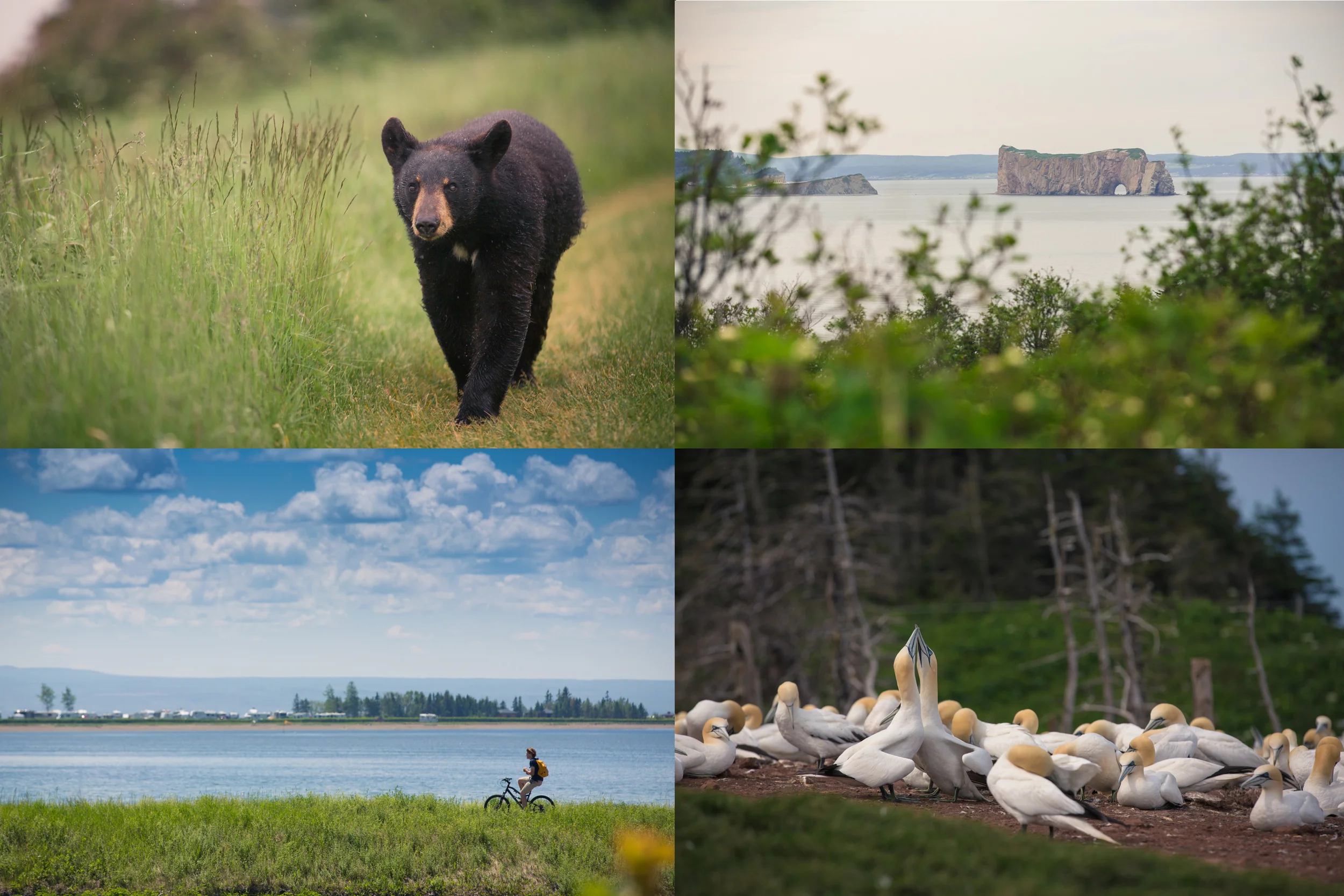 J'ai fait un petit voyage en Gaspésie et j'en ai bien entendu profité pour prendre quelques photos!