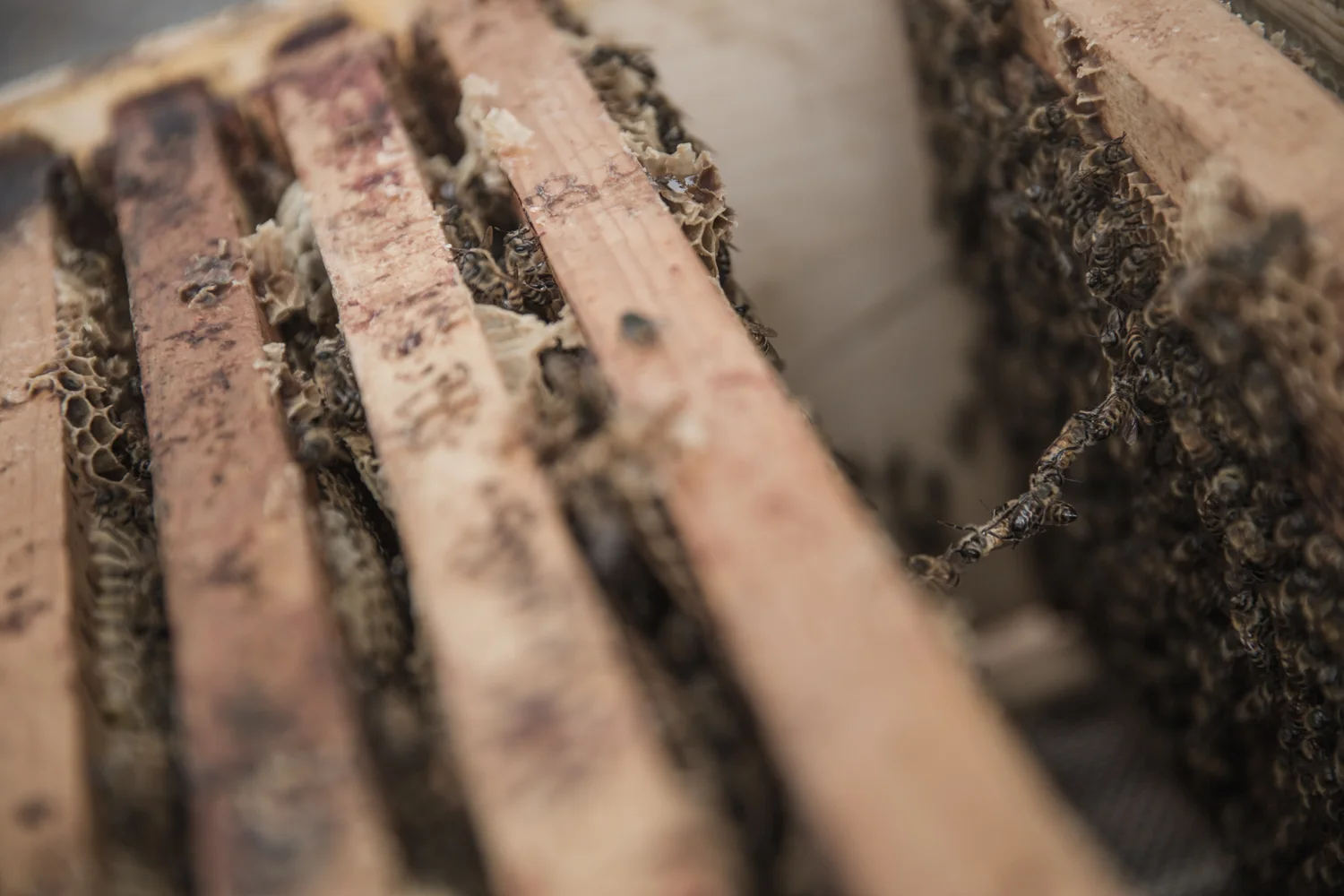 BANNER_apiculture-projet-documentaire-alexandre-claude.jpg