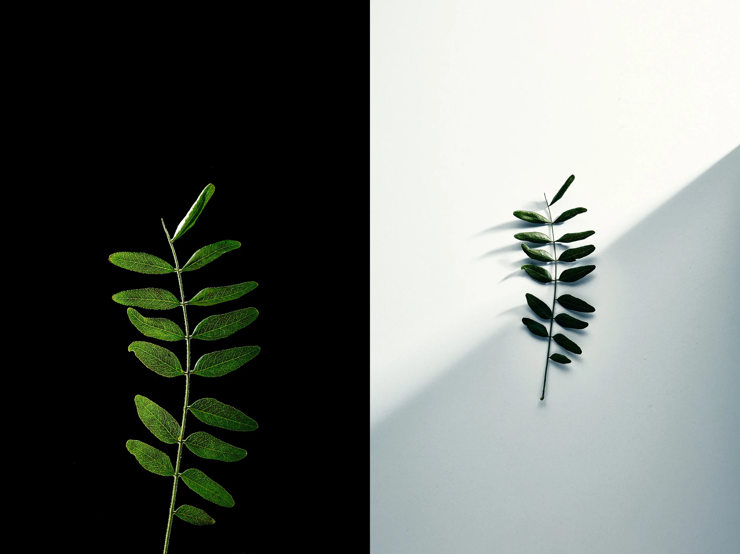 leaf_diptych.JPG