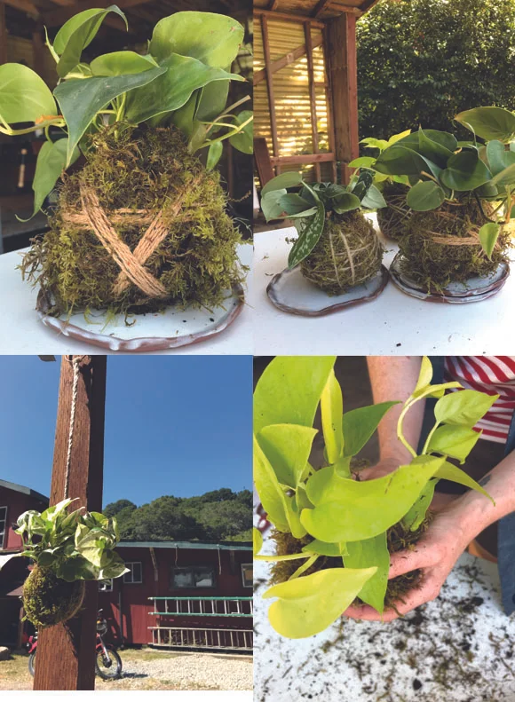 Kokedama can be made to hang, to sit, or can be attached to wood or objects…