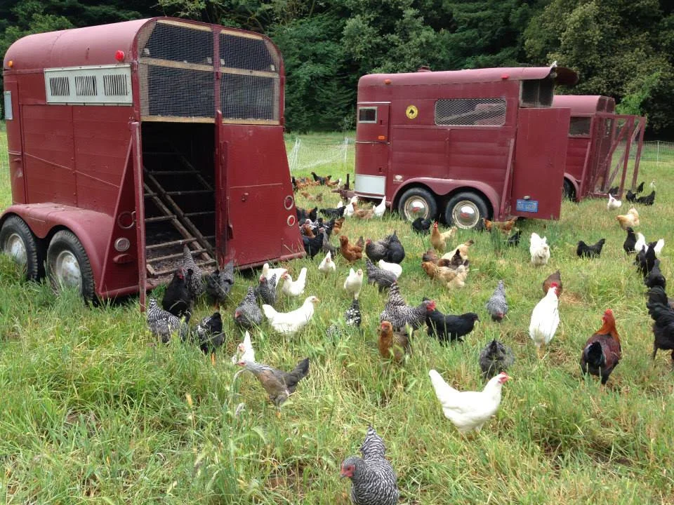 the-chickens.jpg