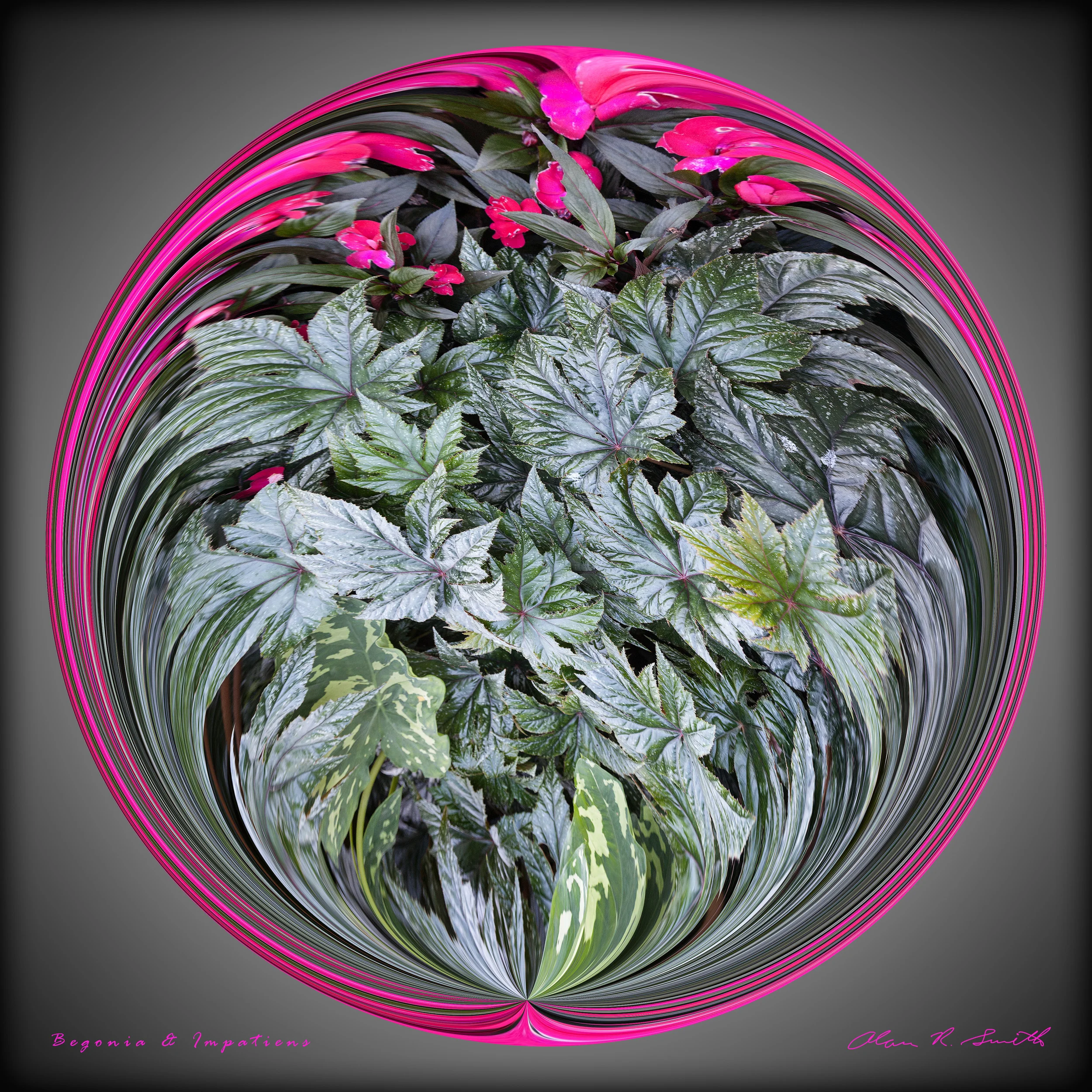 Begonias & Impatiens