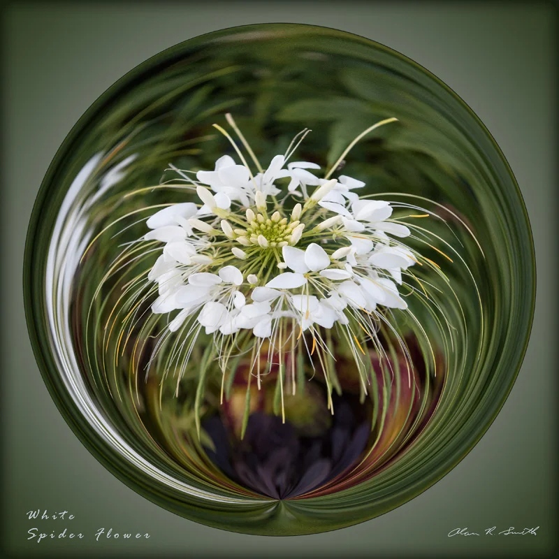 White Spider Flower