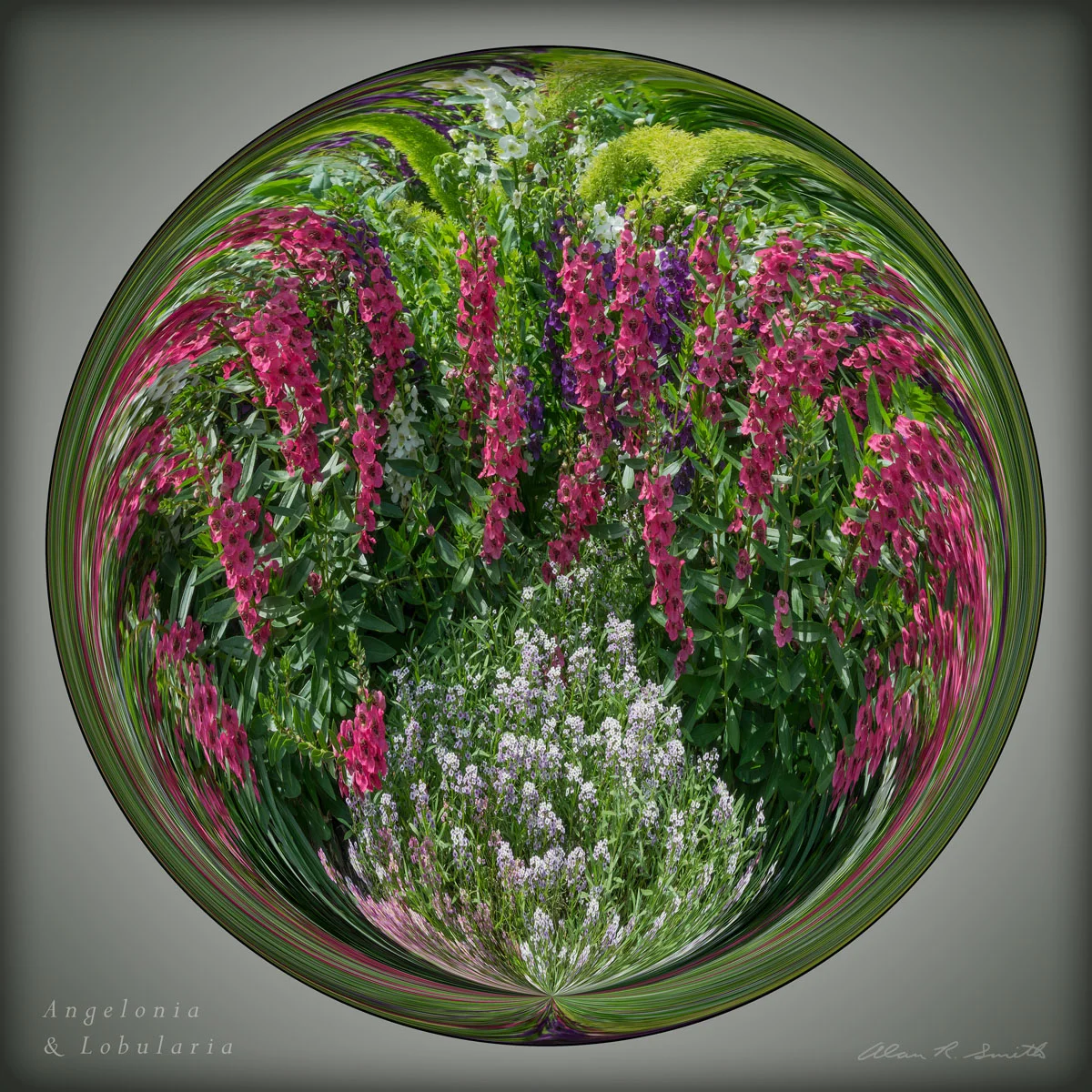 Angelonia & Lobularia