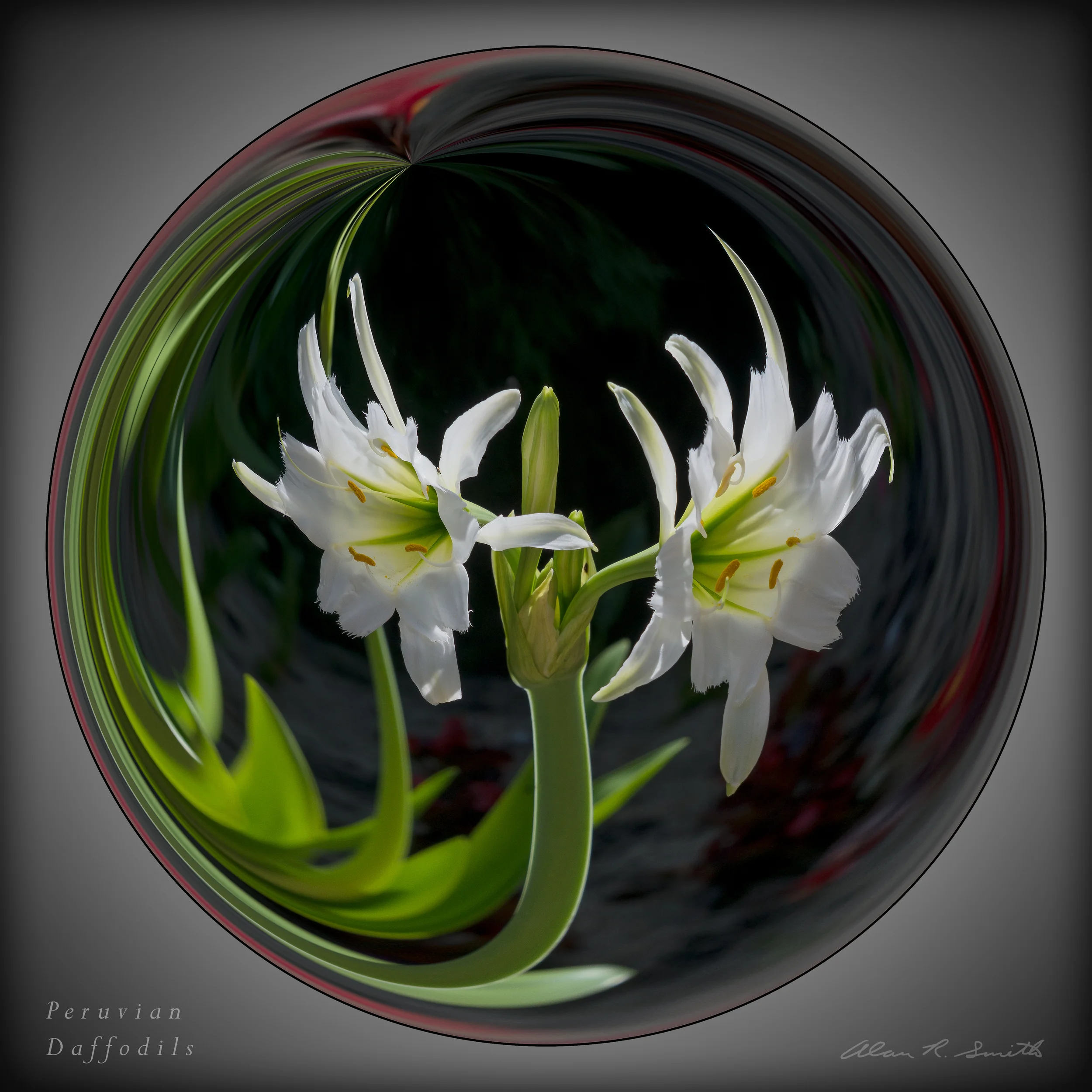 Peruvian Daffodil