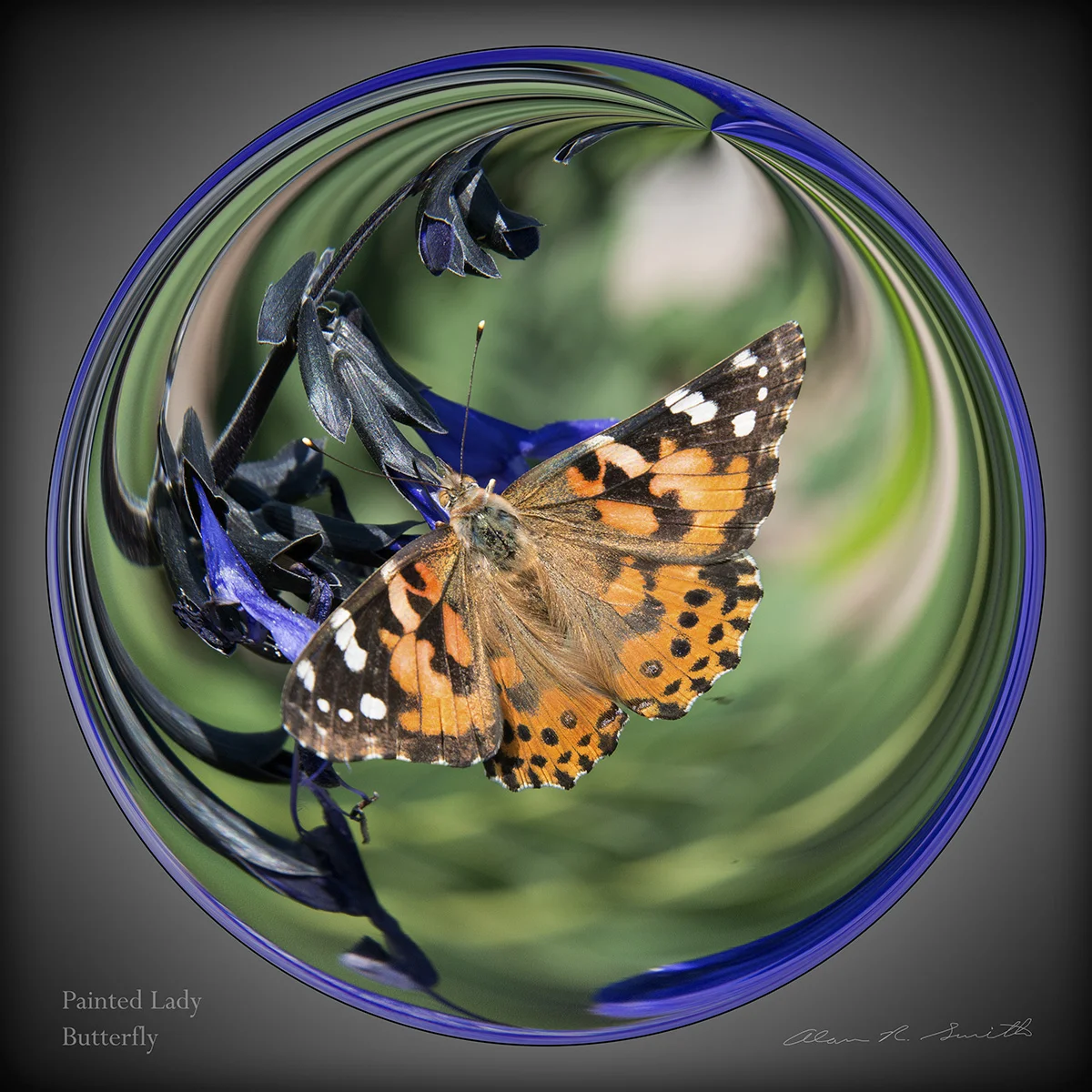 Painted Lady Butterfly