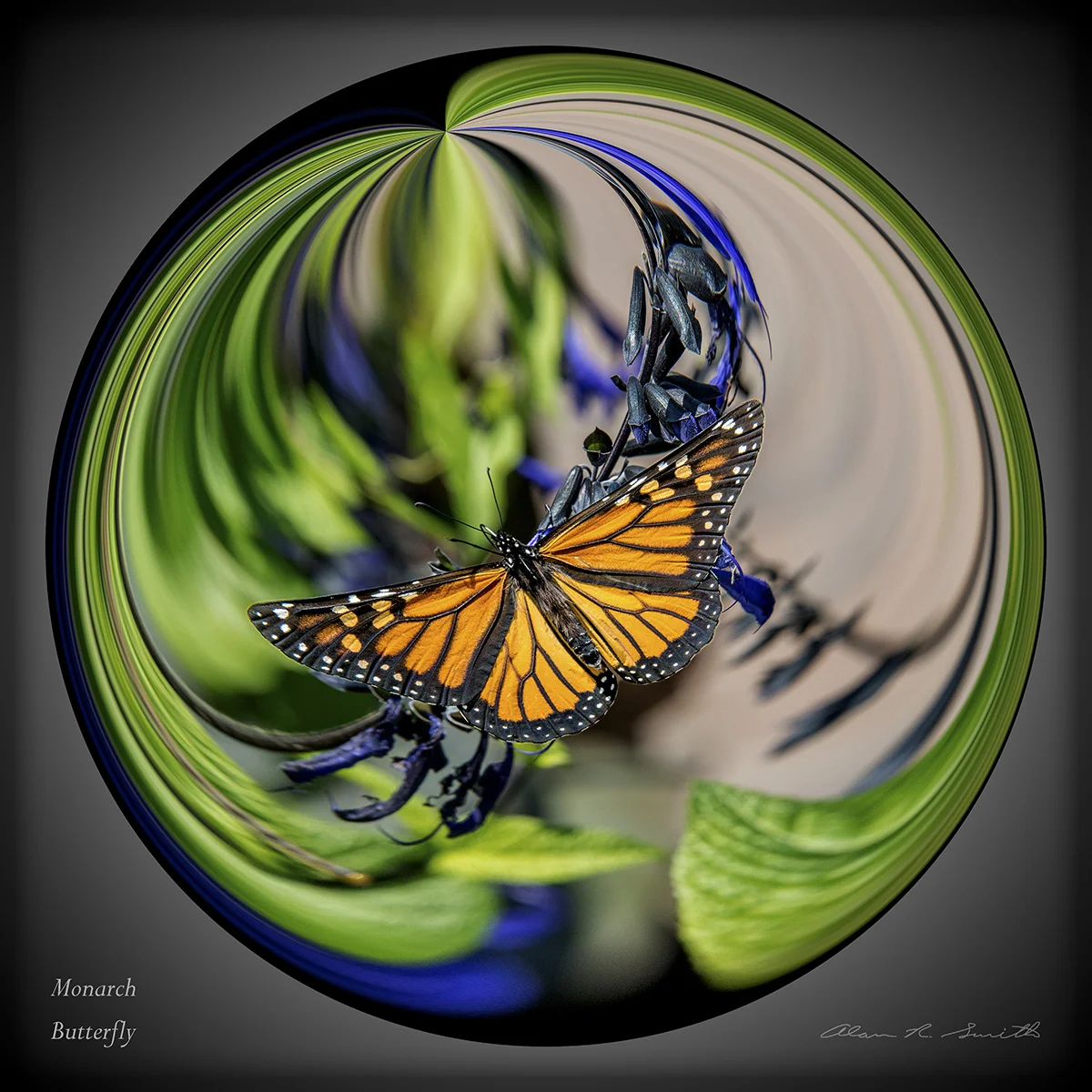 Monarch Butterfly