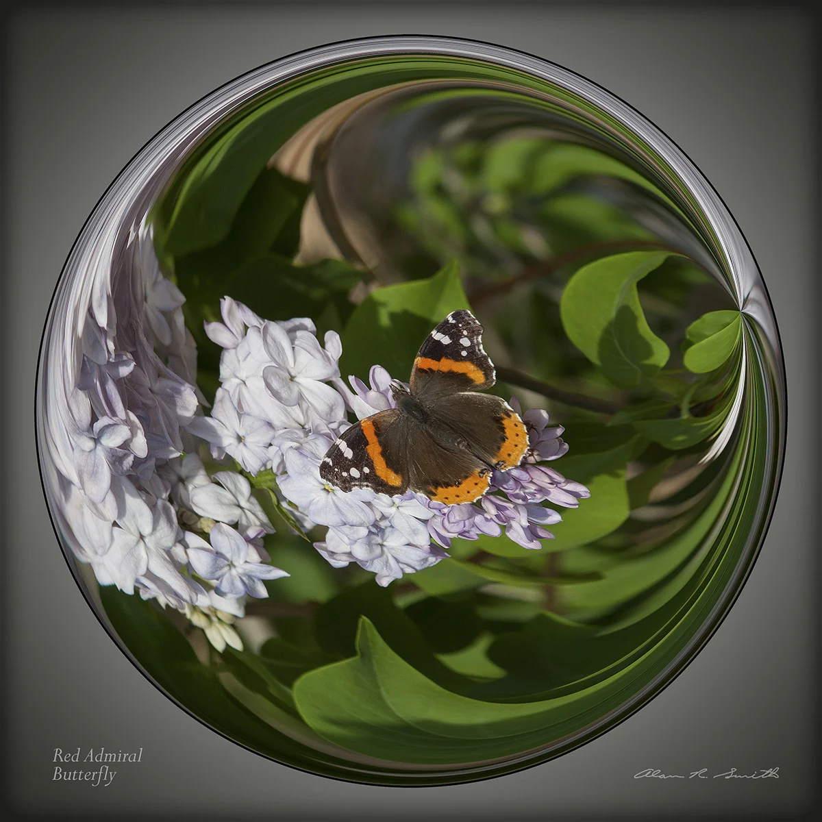 Red Admiral Butterfly