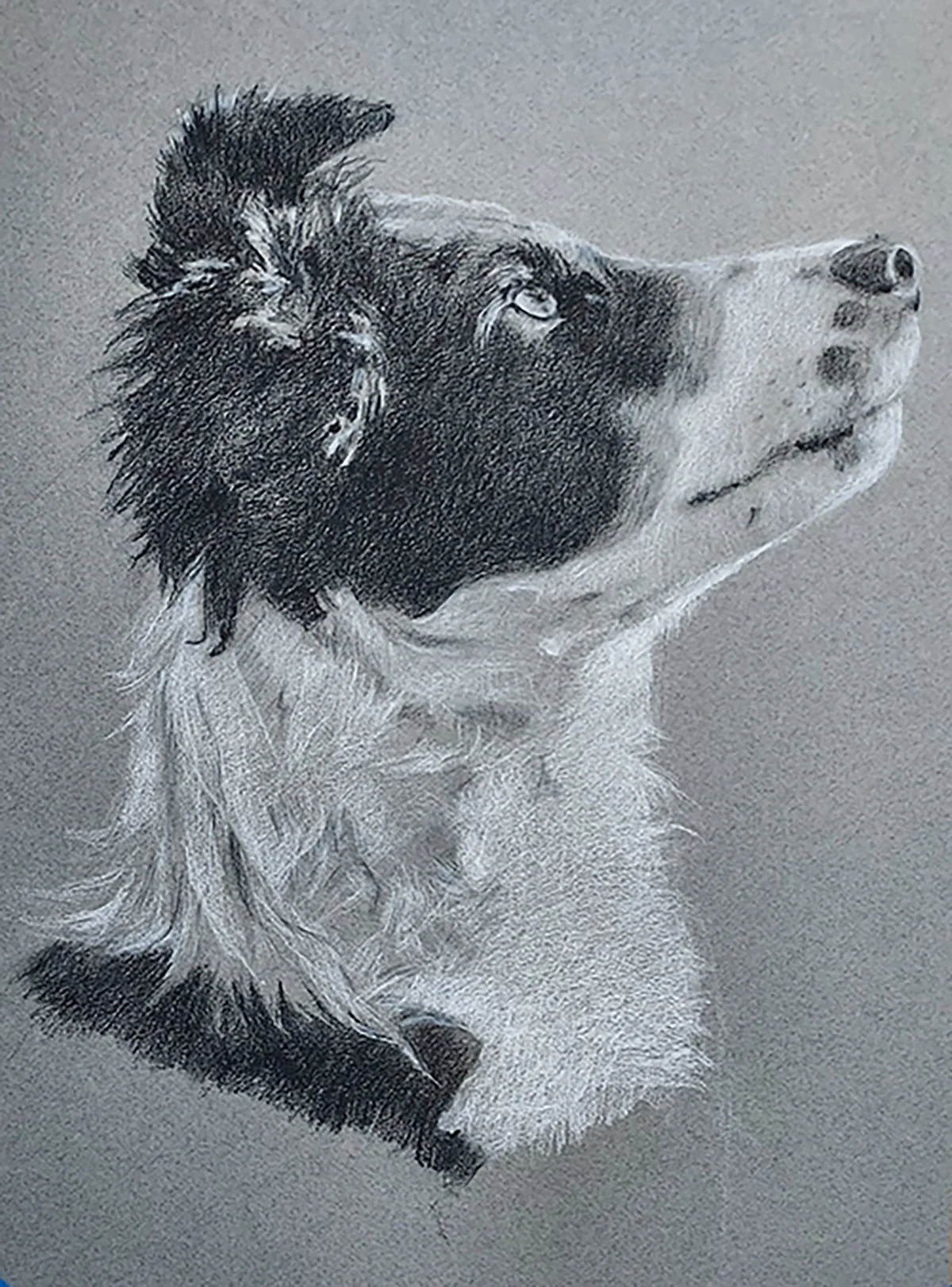 "Where's My Treat?", Charcoal, 11" x 14" 