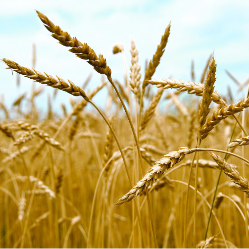 THOSE WITH CELIAC DISEASE MUST AVOID WHEAT & OTHER FOODS CONTAINING GLUTEN