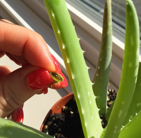 Natural Home Remedies To Treat A Sunburn
